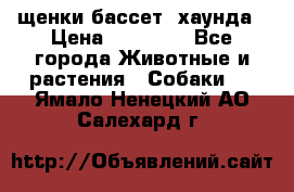 щенки бассет- хаунда › Цена ­ 20 000 - Все города Животные и растения » Собаки   . Ямало-Ненецкий АО,Салехард г.